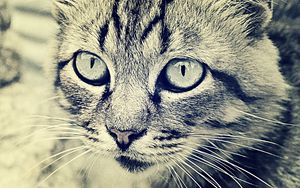 Preview wallpaper cat, face, eyes, black white