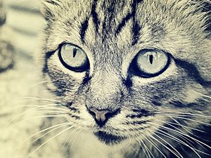 Preview wallpaper cat, face, eyes, black white