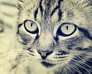 Preview wallpaper cat, face, eyes, black white