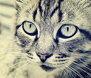 Preview wallpaper cat, face, eyes, black white