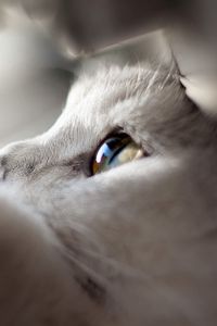 Preview wallpaper cat, face, eyes, paws, looking out