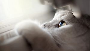 Preview wallpaper cat, face, eyes, paws, looking out