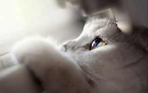 Preview wallpaper cat, face, eyes, paws, looking out