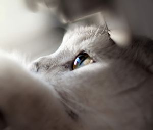 Preview wallpaper cat, face, eyes, paws, looking out