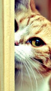 Preview wallpaper cat, face, eyes, look out, hide