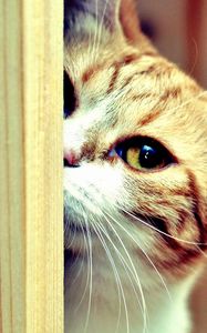 Preview wallpaper cat, face, eyes, look out, hide