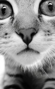 Preview wallpaper cat, face, eyes, black white