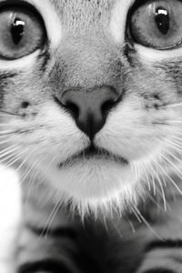 Preview wallpaper cat, face, eyes, black white