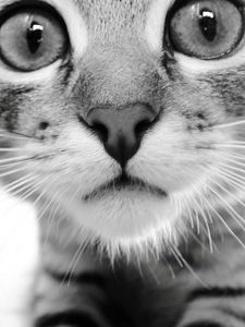 Preview wallpaper cat, face, eyes, black white