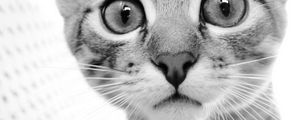 Preview wallpaper cat, face, eyes, black white