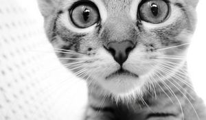 Preview wallpaper cat, face, eyes, black white