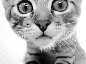 Preview wallpaper cat, face, eyes, black white