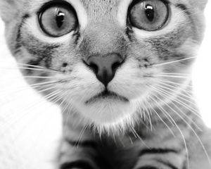 Preview wallpaper cat, face, eyes, black white