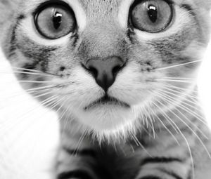 Preview wallpaper cat, face, eyes, black white