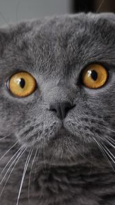 Preview wallpaper cat, face, eyes, charming