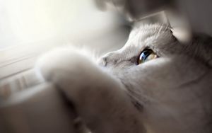 Preview wallpaper cat, face, eyes, light