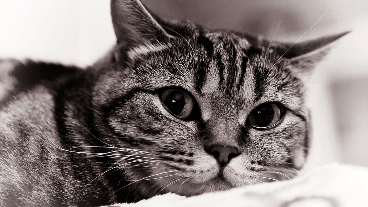 Wallpaper cat, face, eyes, black white, sadness