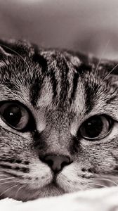 Preview wallpaper cat, face, eyes, black white, sadness