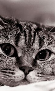 Preview wallpaper cat, face, eyes, black white, sadness