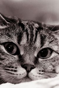 Preview wallpaper cat, face, eyes, black white, sadness