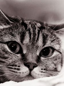 Preview wallpaper cat, face, eyes, black white, sadness