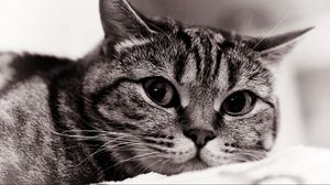 Preview wallpaper cat, face, eyes, black white, sadness