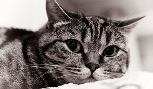 Preview wallpaper cat, face, eyes, black white, sadness