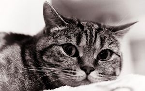 Preview wallpaper cat, face, eyes, black white, sadness