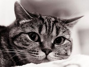 Preview wallpaper cat, face, eyes, black white, sadness