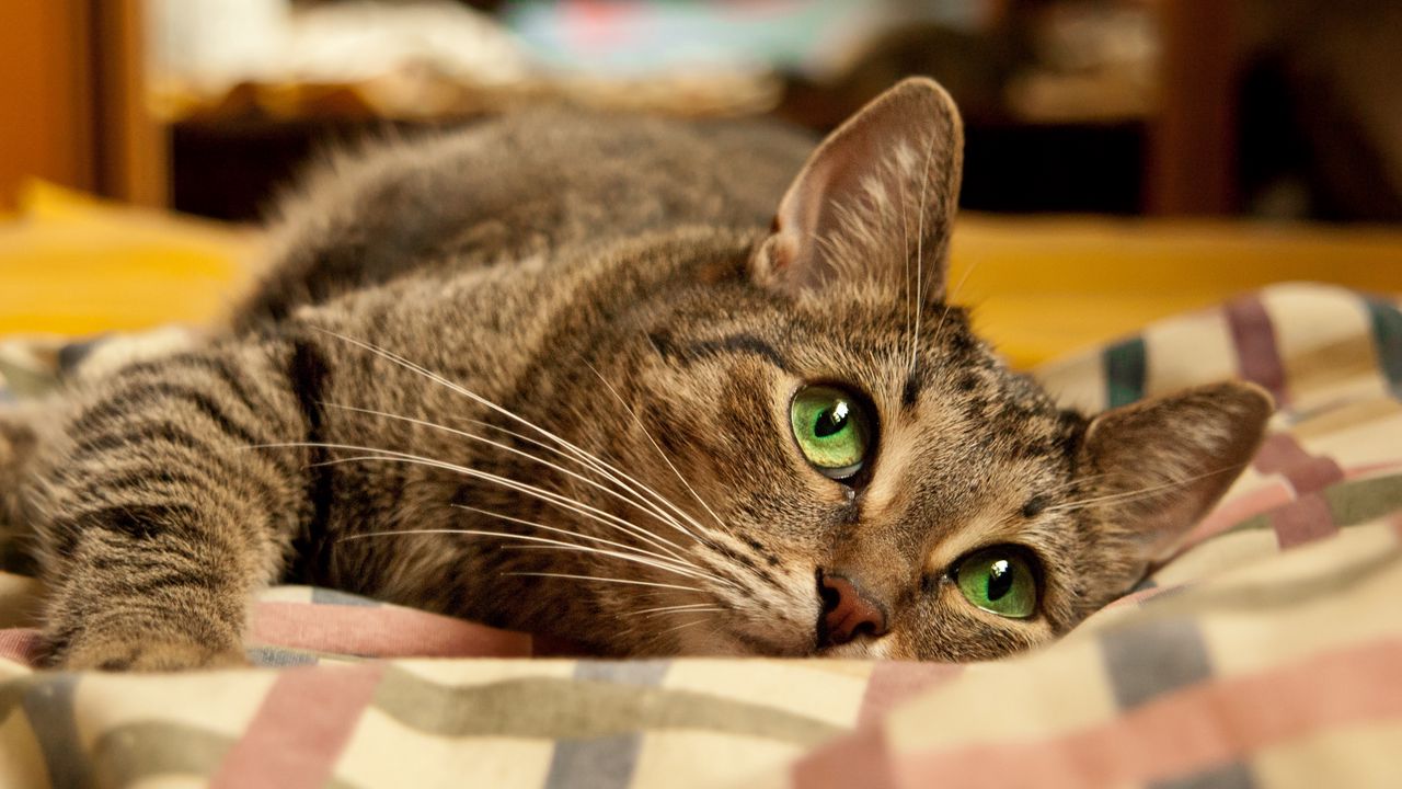 Wallpaper cat, face, eyes, lie, playful