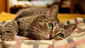Preview wallpaper cat, face, eyes, lie, playful