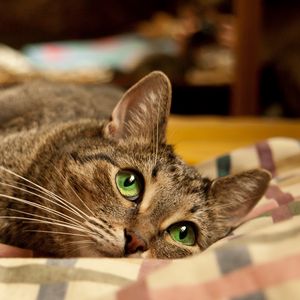 Preview wallpaper cat, face, eyes, lie, playful