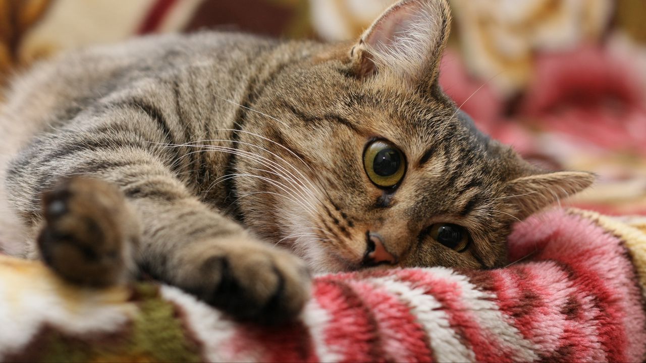 Wallpaper cat, face, eyes, lie
