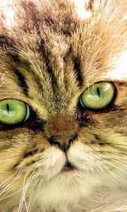 Preview wallpaper cat, face, eyes, fluffy