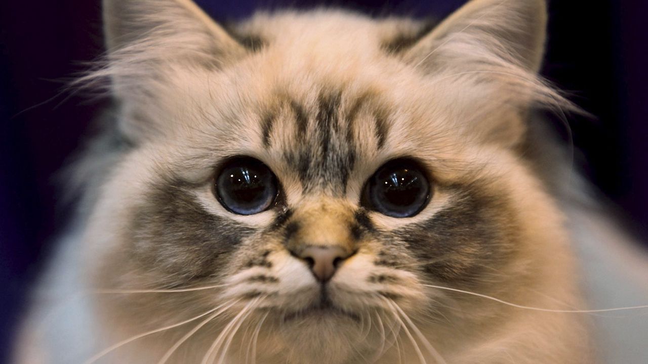 Wallpaper cat, face, eyes hd, picture, image