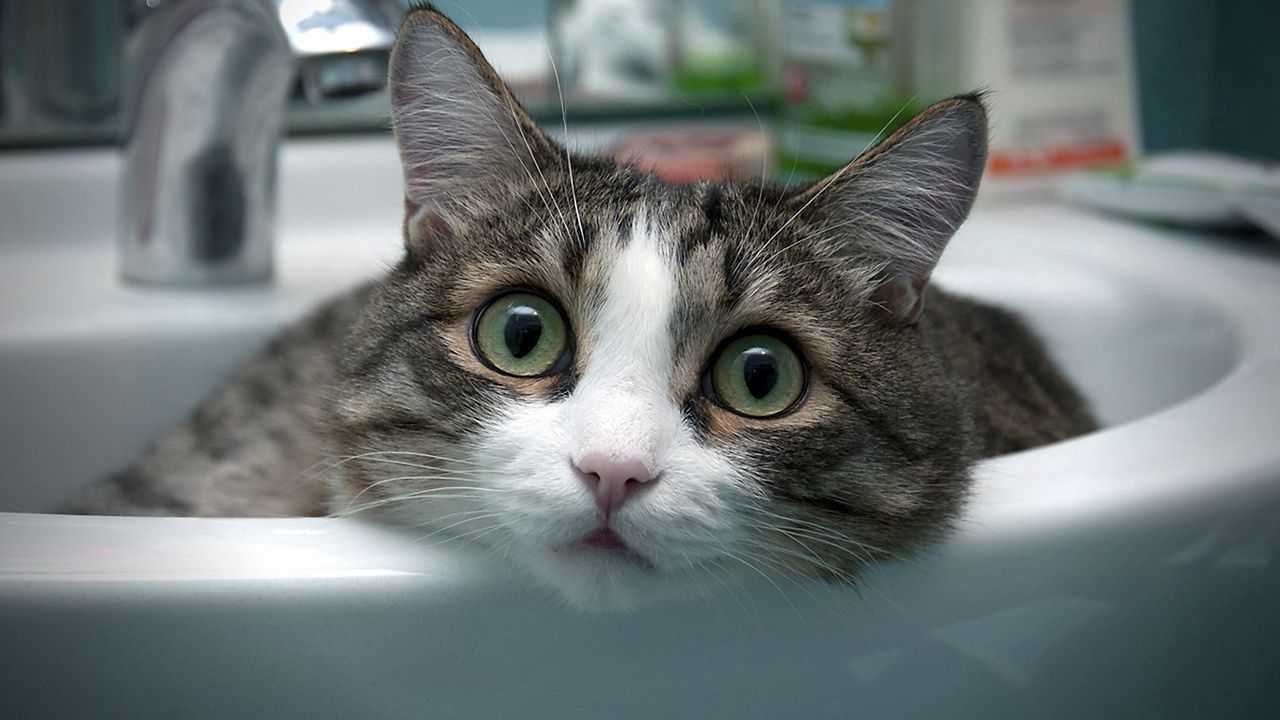Wallpaper cat, face, eyes, mottled