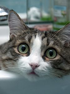 Preview wallpaper cat, face, eyes, mottled