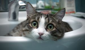Preview wallpaper cat, face, eyes, mottled