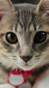 Preview wallpaper cat, face, eyes, collar