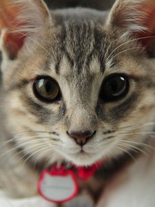 Preview wallpaper cat, face, eyes, collar