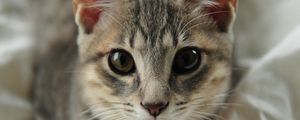 Preview wallpaper cat, face, eyes, collar