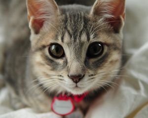 Preview wallpaper cat, face, eyes, collar