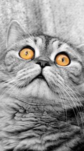 Preview wallpaper cat, face, eyes, fear