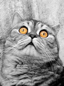 Preview wallpaper cat, face, eyes, fear