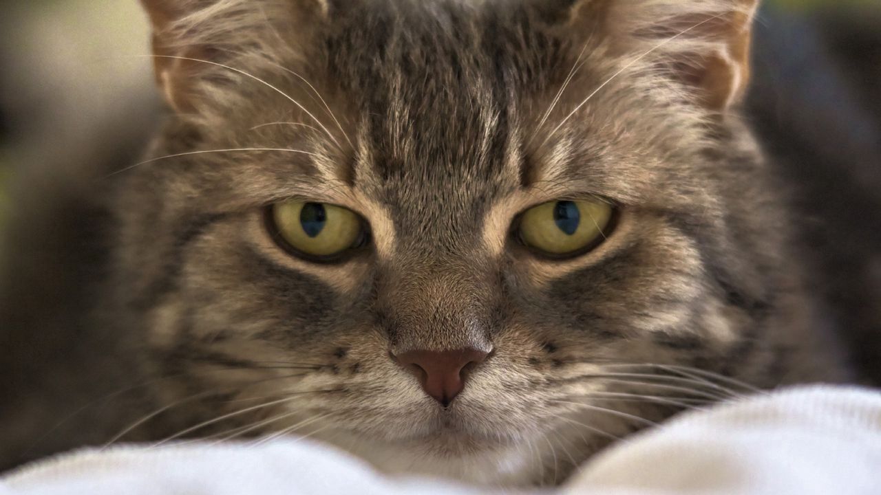 Wallpaper cat, face, eyes, fluffy