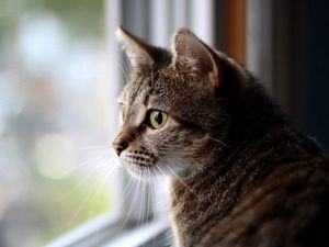 Preview wallpaper cat, face, eyes, sadness, window, glass, waiting