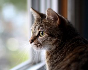 Preview wallpaper cat, face, eyes, sadness, window, glass, waiting