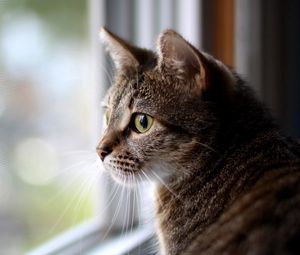 Preview wallpaper cat, face, eyes, sadness, window, glass, waiting