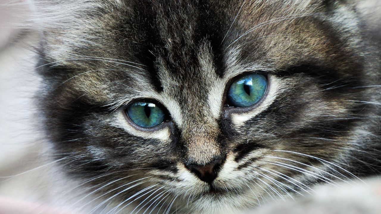 Wallpaper cat, face, eyes, color