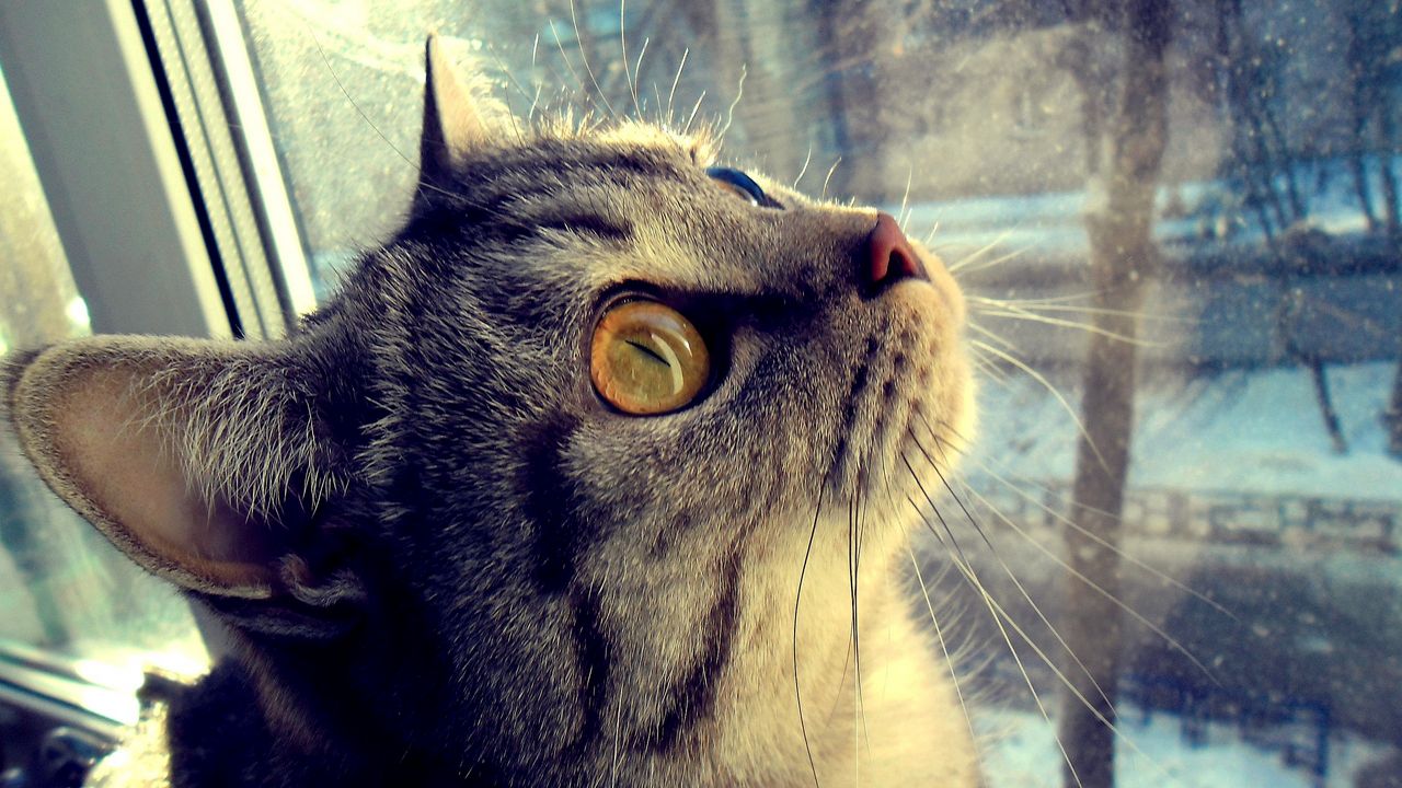 Wallpaper cat, face, eyes, window